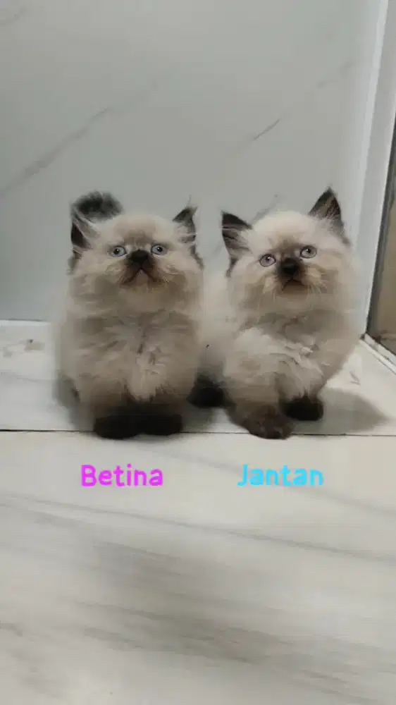 Sepasang Himalaya Munchkin, Kitten
