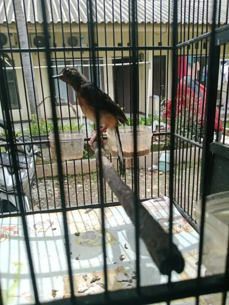 Burung trotolan murai batu usia 3 bulan jantan