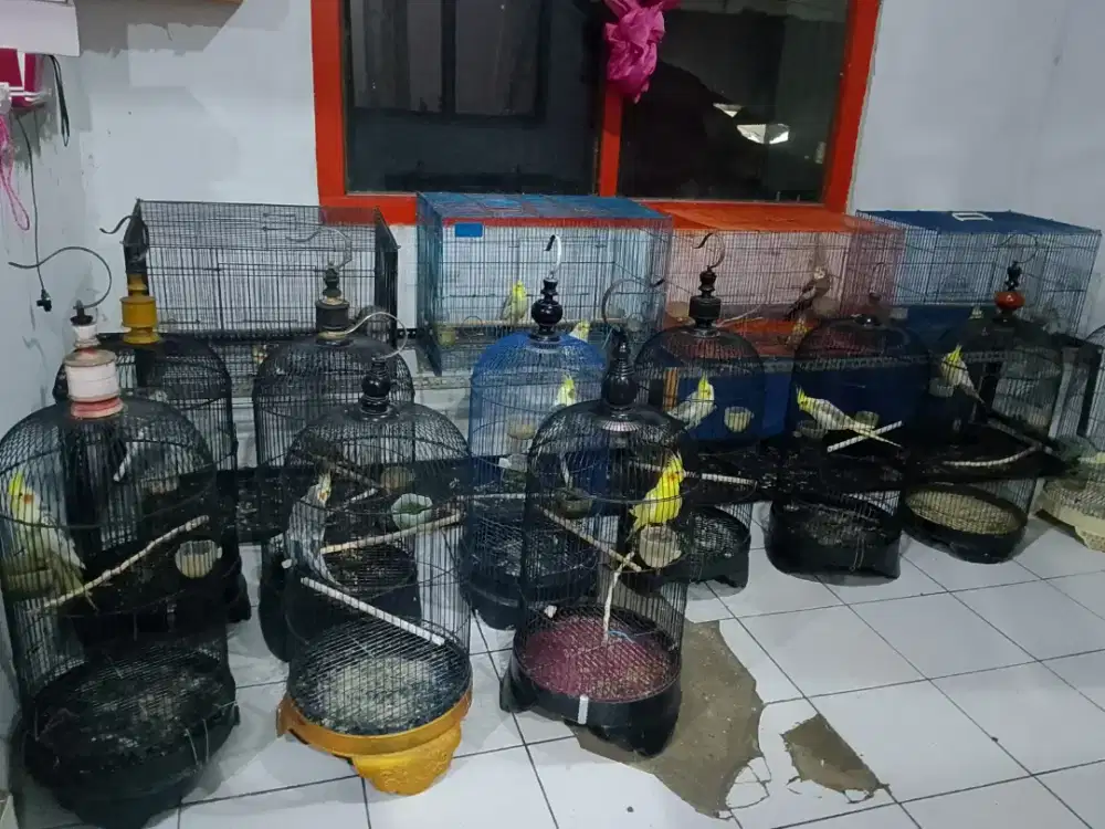 Borongan 13 falk fullset