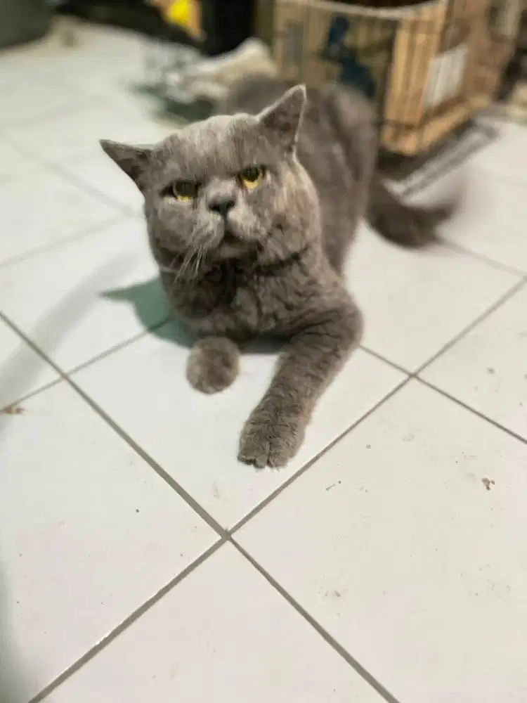 British short hair jantan ped cfa