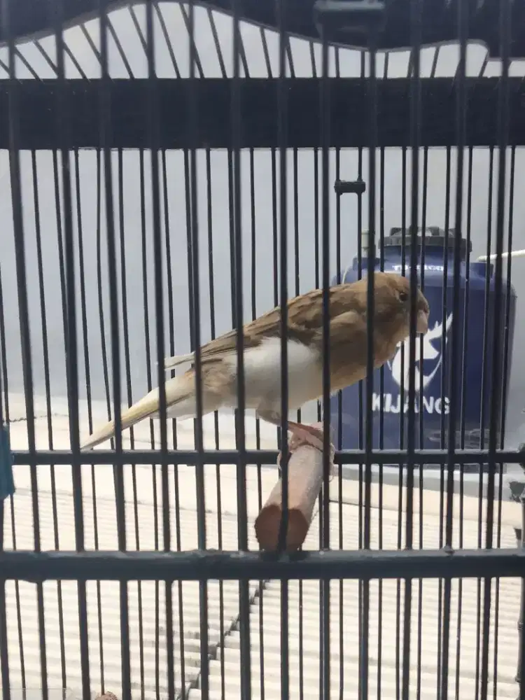 Kenari AFS Body Gede Panjang Ngejarong