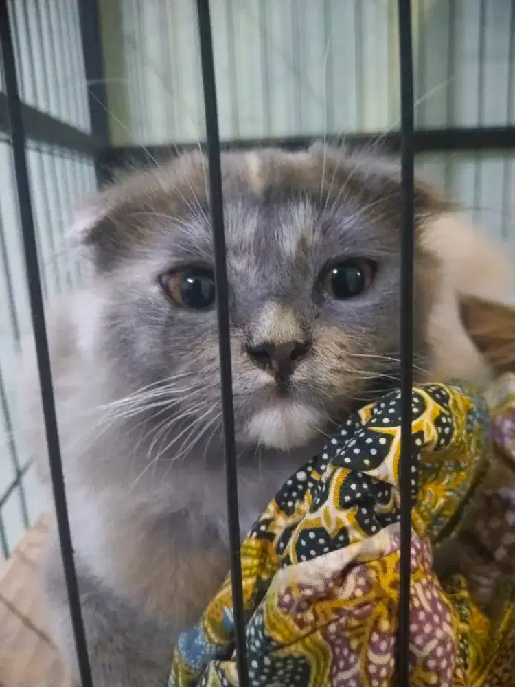 Kucing scottish fold longhair
