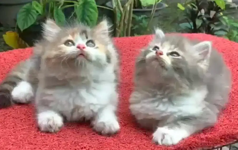 Kucing persia betina/kitten persia flatnose /anakan kucing anggora