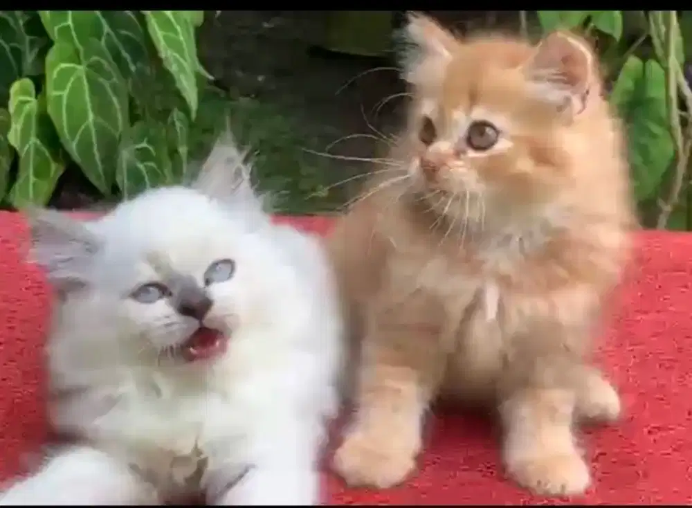 Anak kucing anggora/kitten persia betinal/kucing rpersia jantan