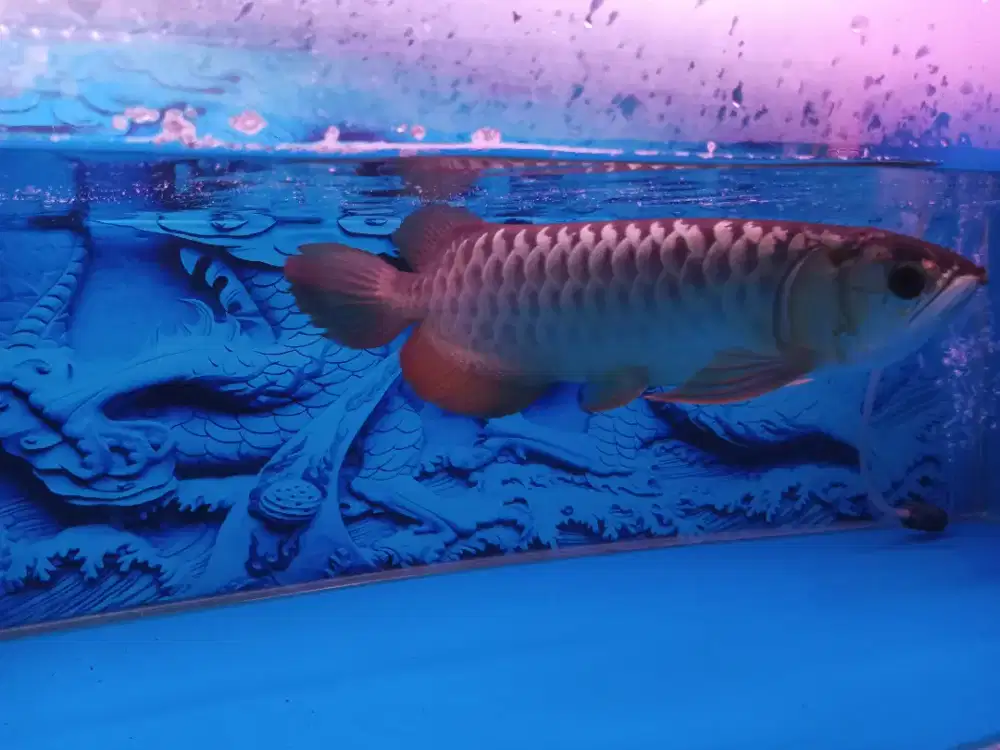 Arwana golden crossback 24k