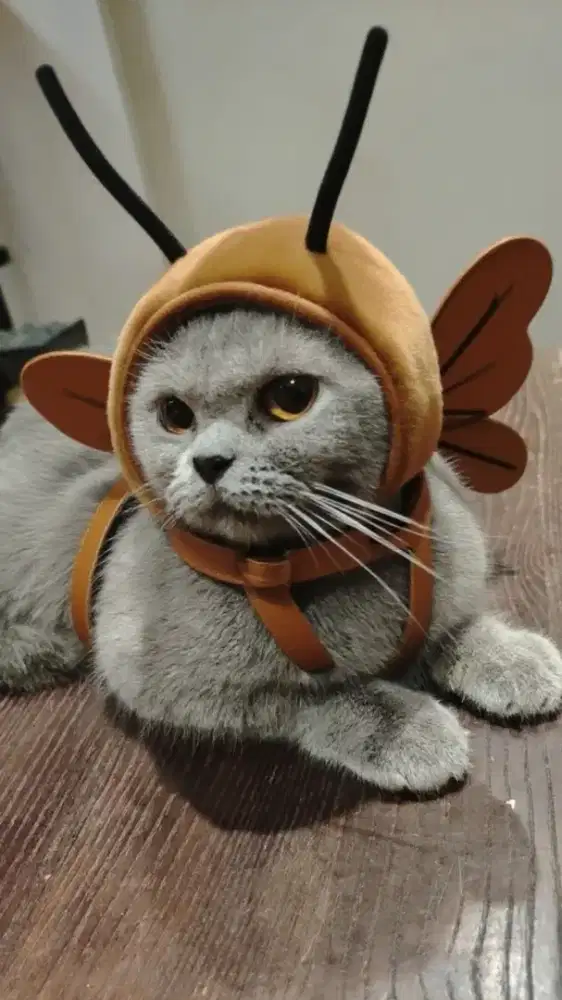 RAS MURNI BSH Blue solid