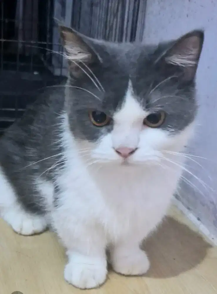 MURAH BU KUCING BSH MUNCHKIN CAT SUPER CEBOL