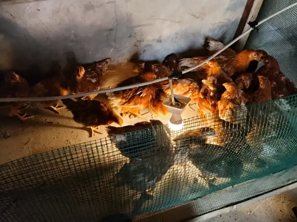 Ayam petelur isabrown