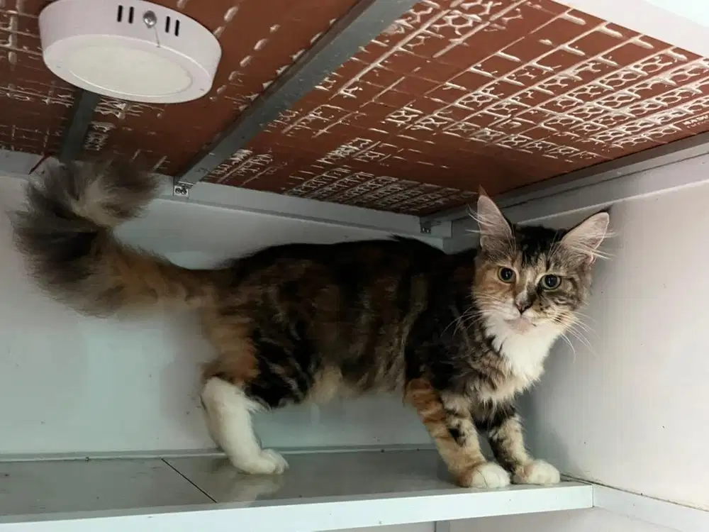 indukan mainecoon pedigree