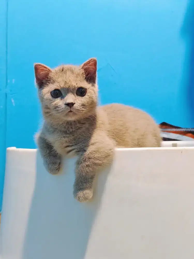 MUNCHKIN BSH LILAC GAELIC FOLD BETINA BRITISH SHORTHAIR CEBOL