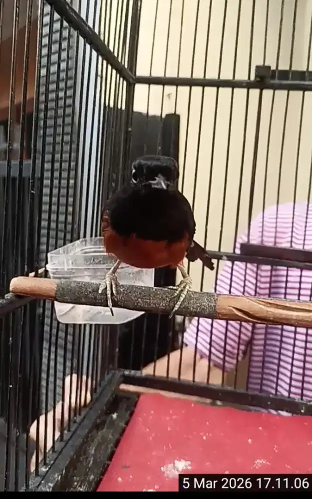 Murai Medan jual murah ajah