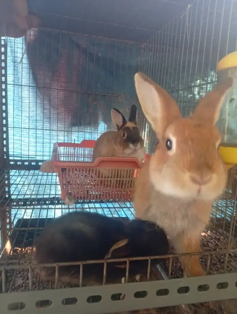 Kelinci mini nd dwarf