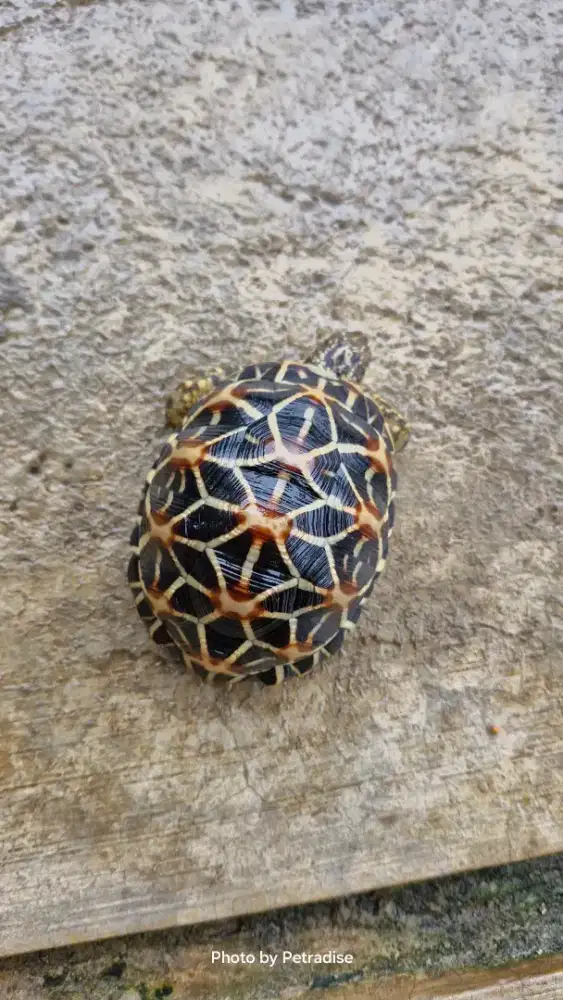 Indian Star Betina 9,5cm