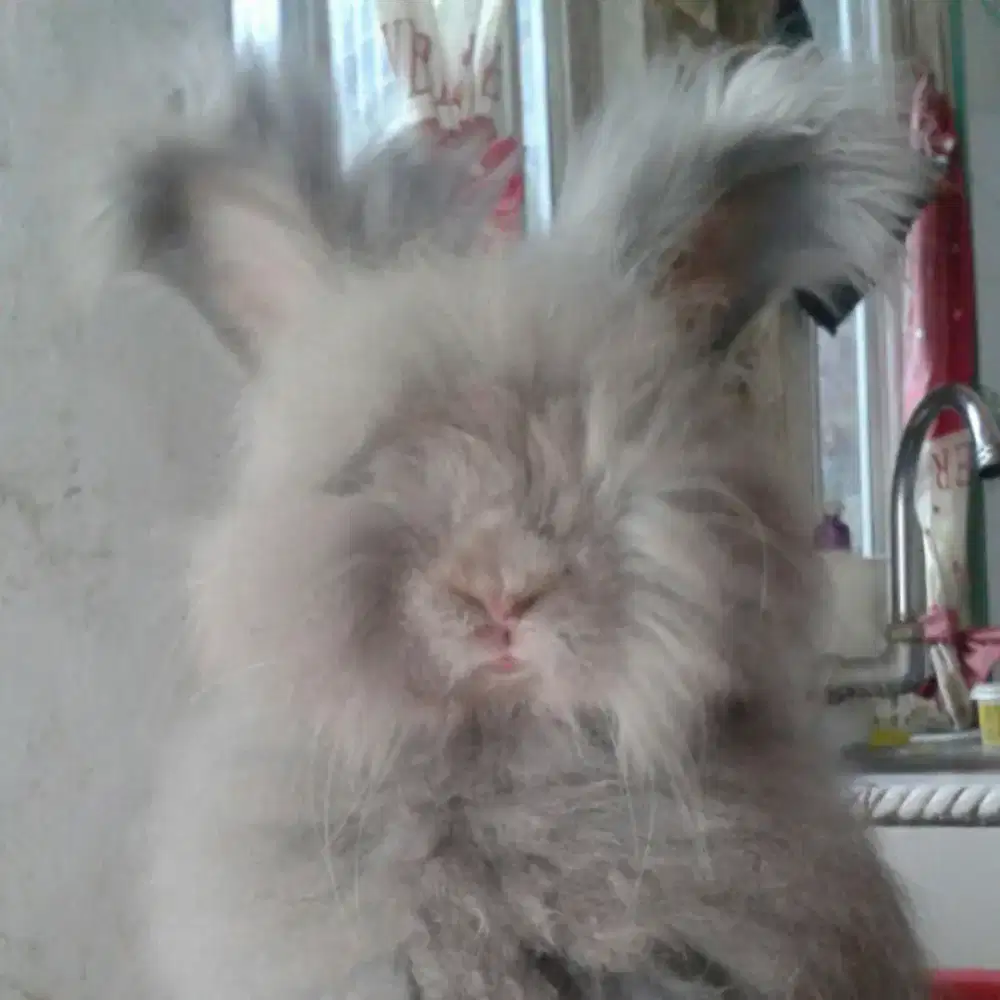 Kelinci english anggora