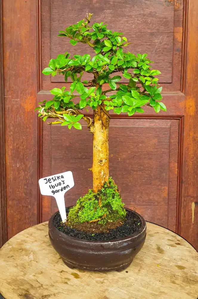 Bonsai Sisir Kaliage