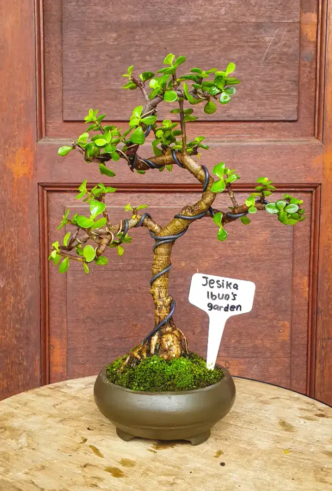 Bonsai Jade Plant (Crassula Ovata)