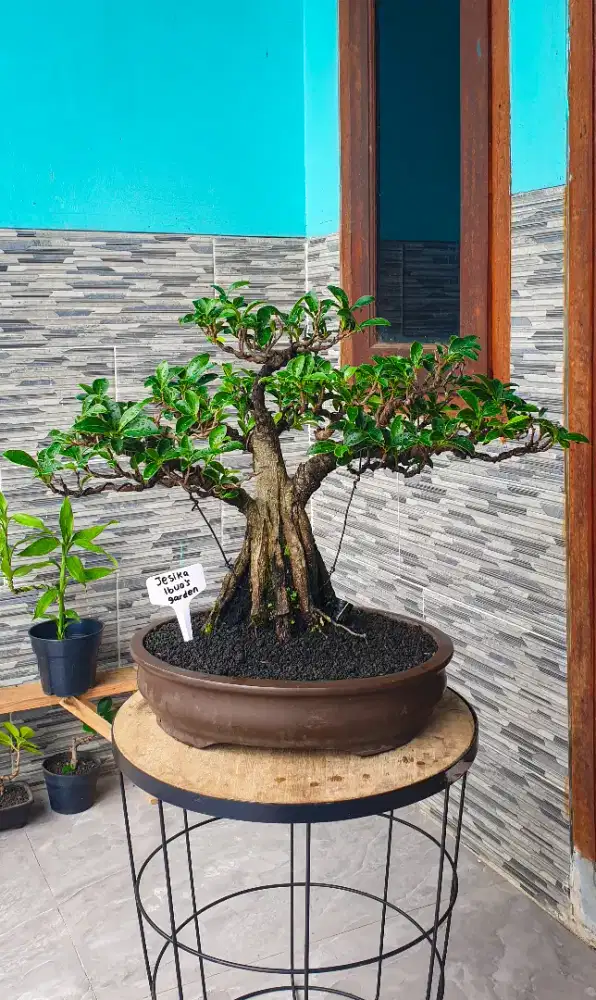 Bonsai Beringin Elegant