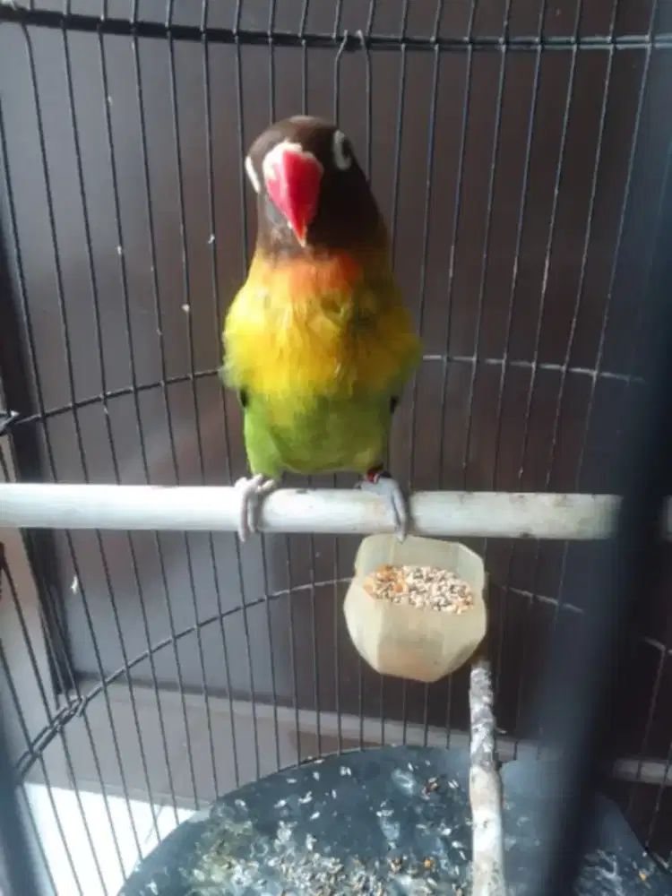 Lovebird jantan mapan birahi