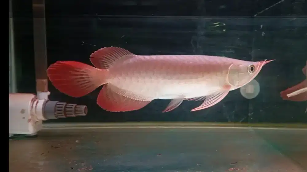 Arwana semi slayer 27cm