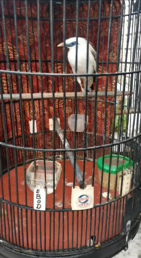 Burung Jalak lengkap sertifikat