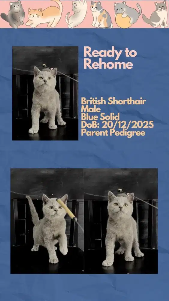 Kucing BSH British Shorthair Jantan