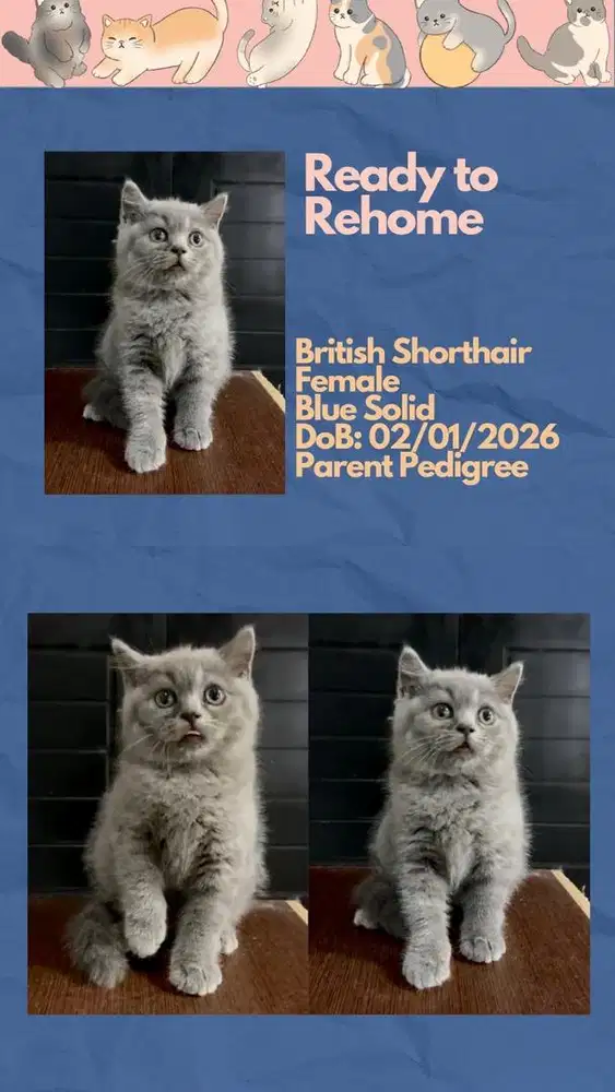 Kucing BSH British Shorthair Betina