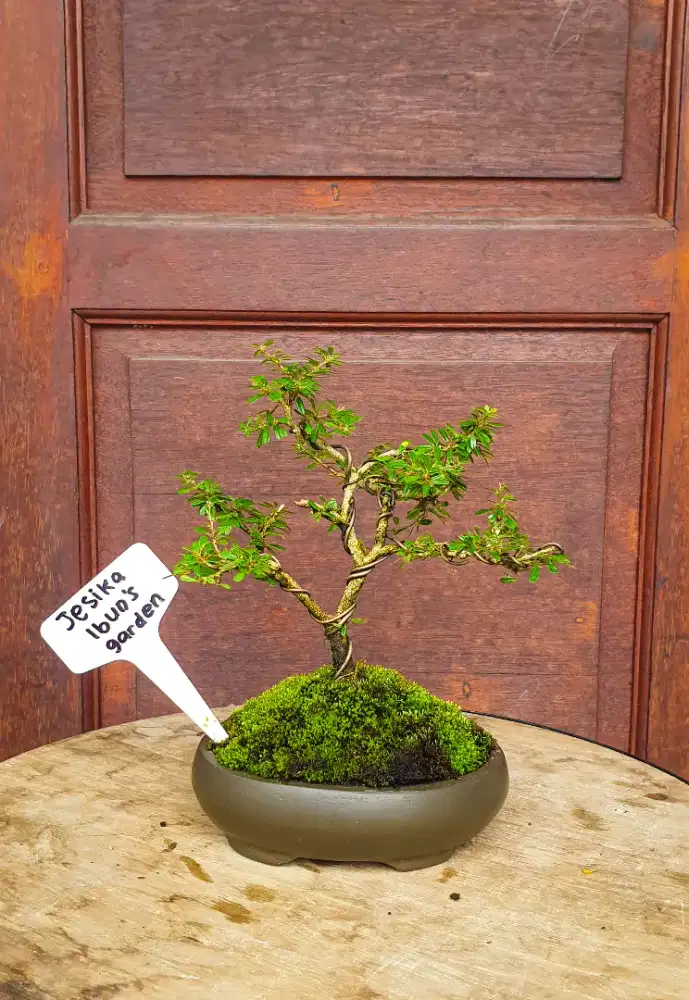 Bonsai Saeng Simbur Vietnam