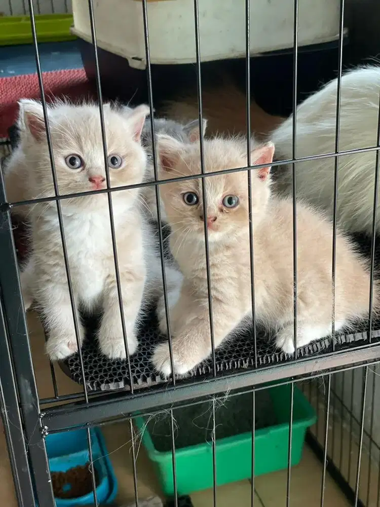 BSH x Munckin Non Standar