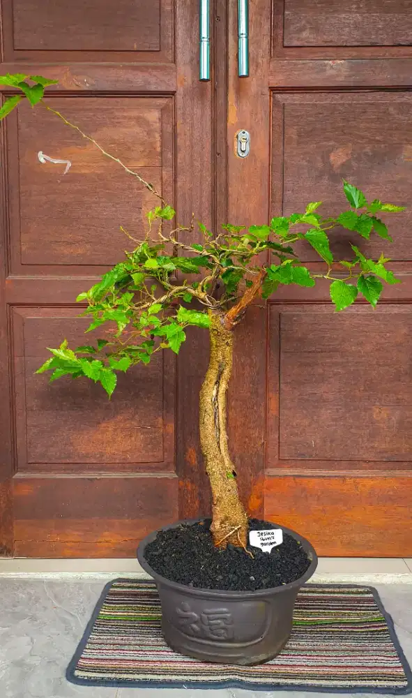Bonsai Murbei (Large)