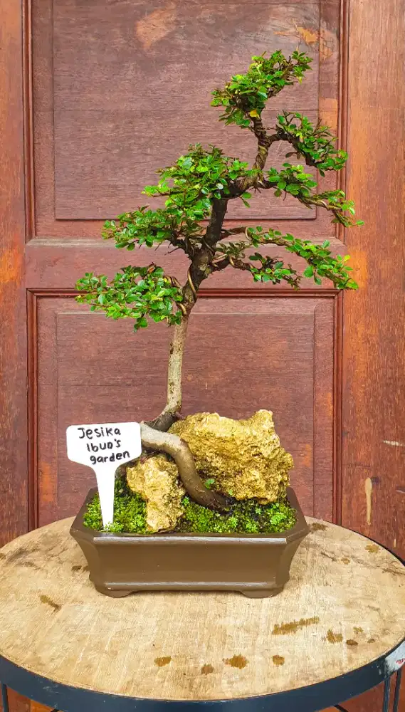 Bonsai Ulmus Micro (On The Rock)