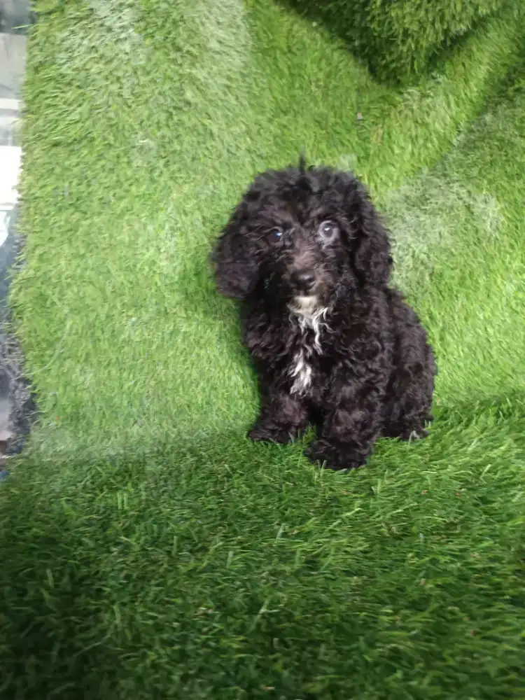 Poodle jantan hitam putih di dada