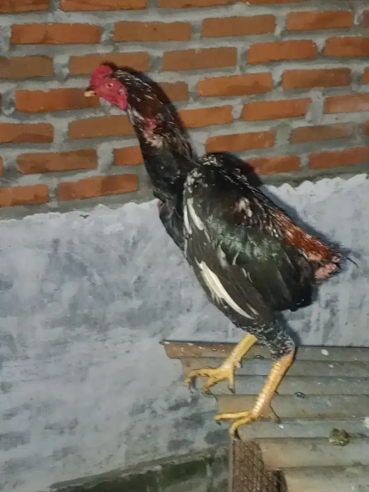 Jual ayam tulang istimewa