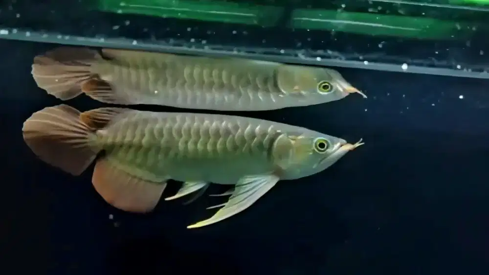 Arwana super red slayer 31cm grade vvip kontes