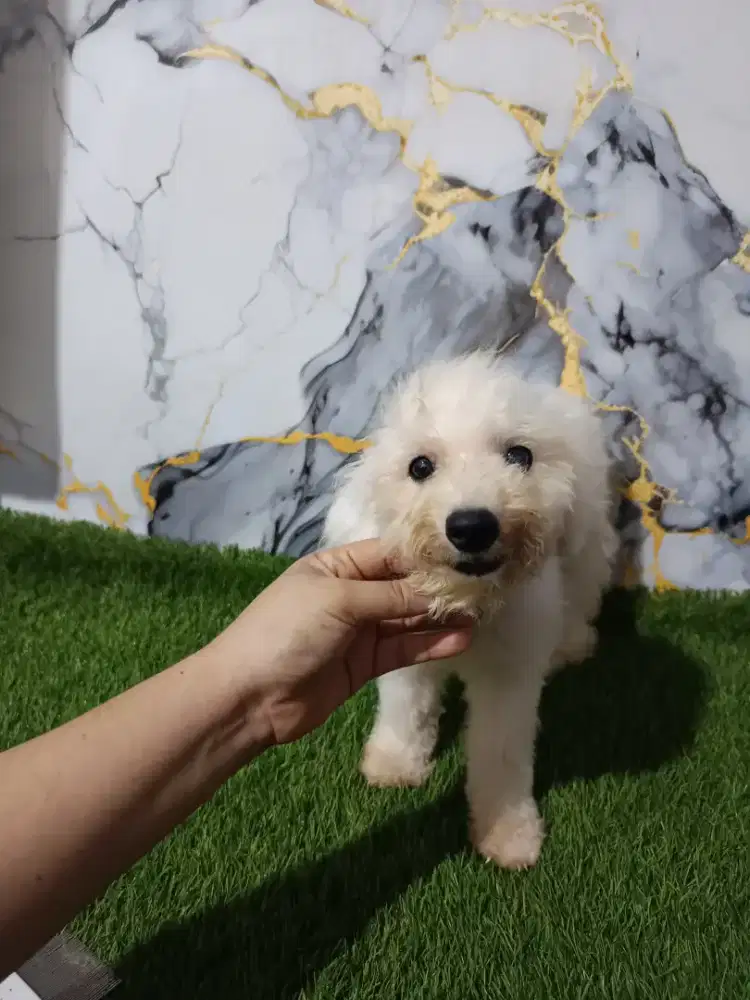 Bichon jantan 4 bln kosongan