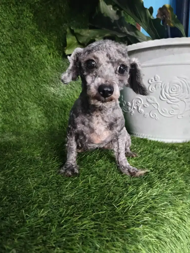 Poodle betina silver