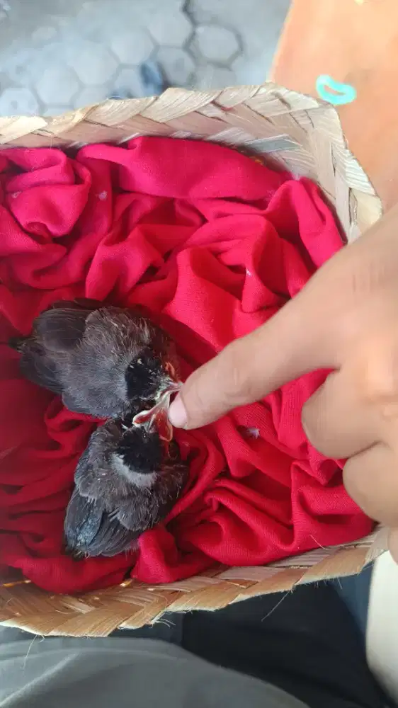 Anak burung kutilang