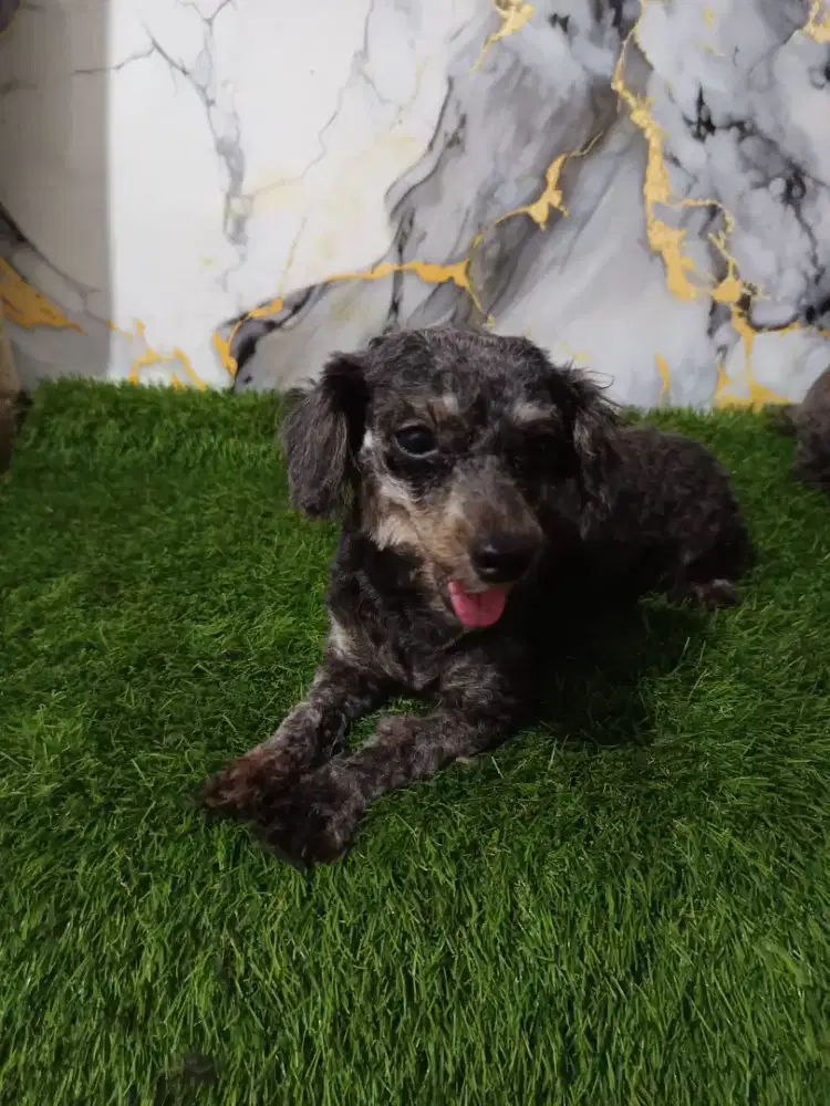 Poodle betina phantom