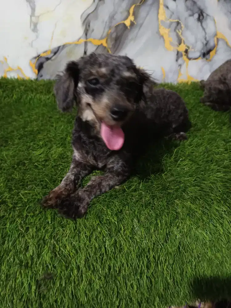 Poodle betina phantom