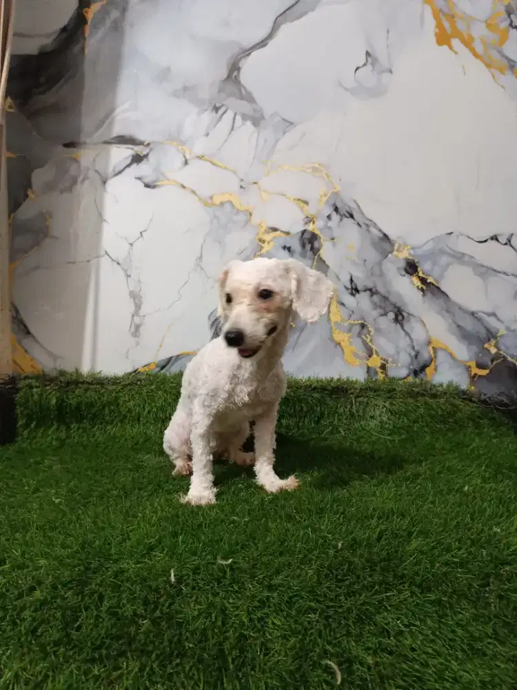 Poodle betina apricot kosongan