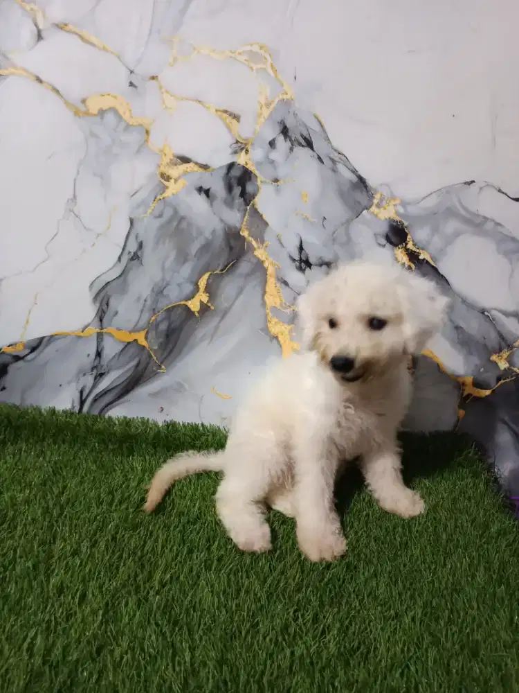 Bichon jantan 4 bln kosongan