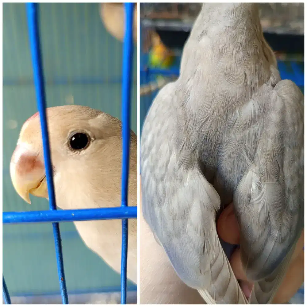 Lovebird Non klep paud marble violet