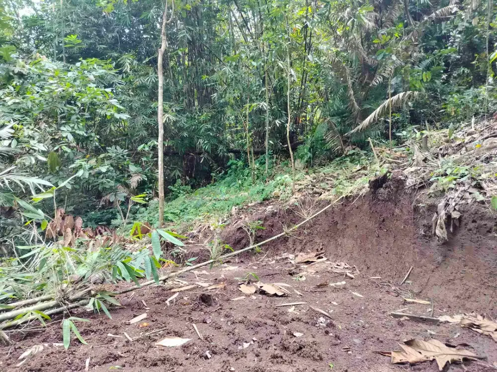 jual tanah murah di tabanan 117 hektar harga 13/ are