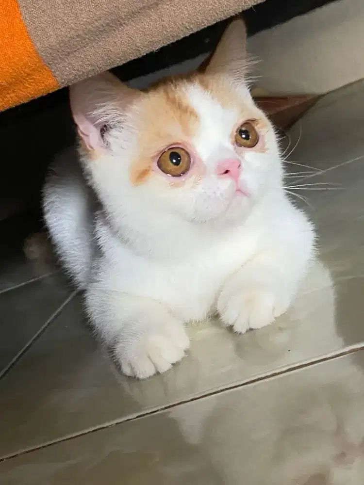 Kitten pure BSH jantan line ped