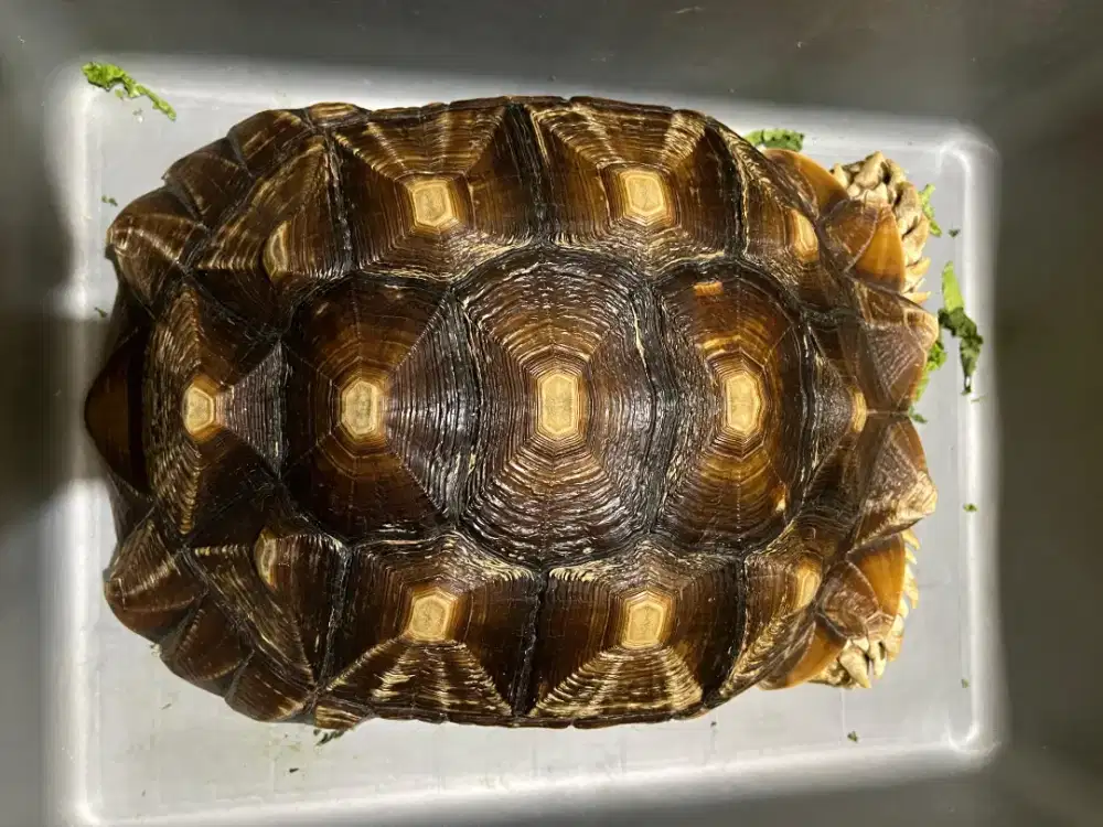 INDUKAN SULCATA BETINA SIZE 41CM