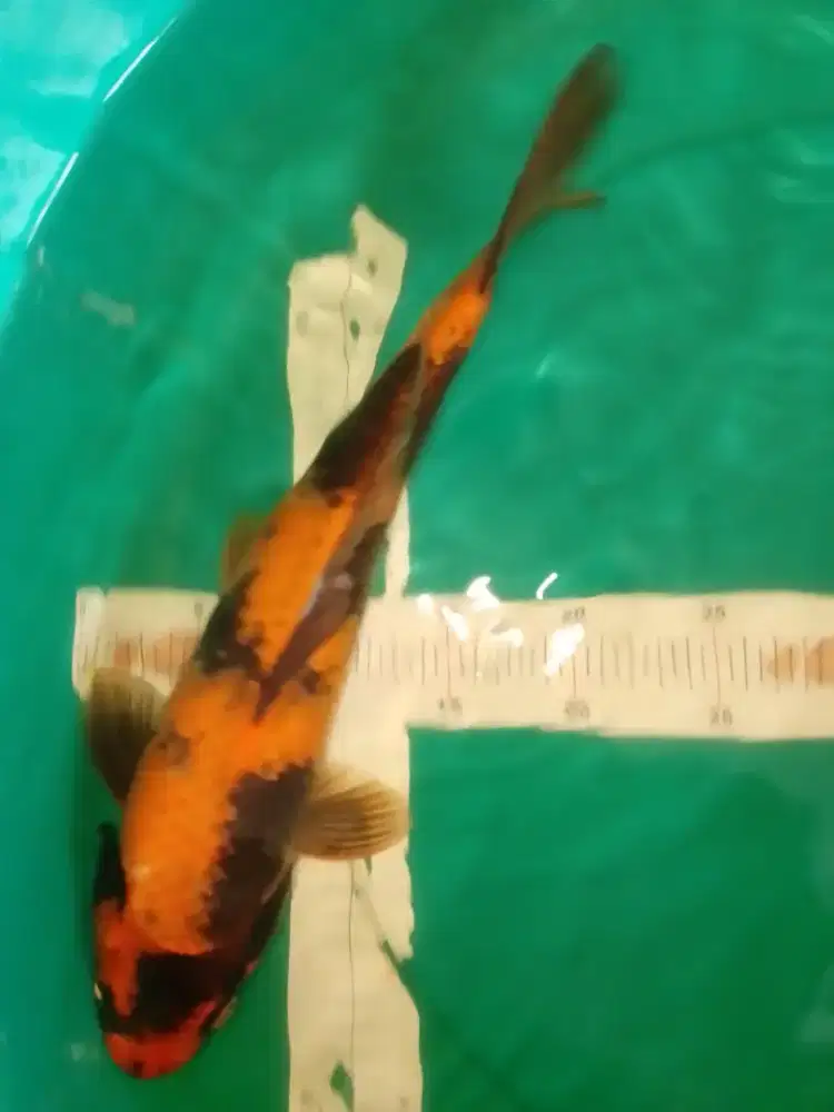 Ikan koi jenis Hi Utsuri 42cm warna metalik