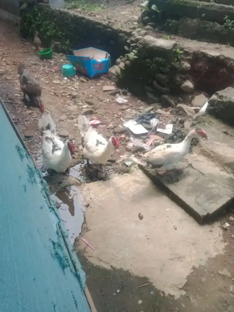 Sepasang ntok sudah ngos produksi doyan kawin