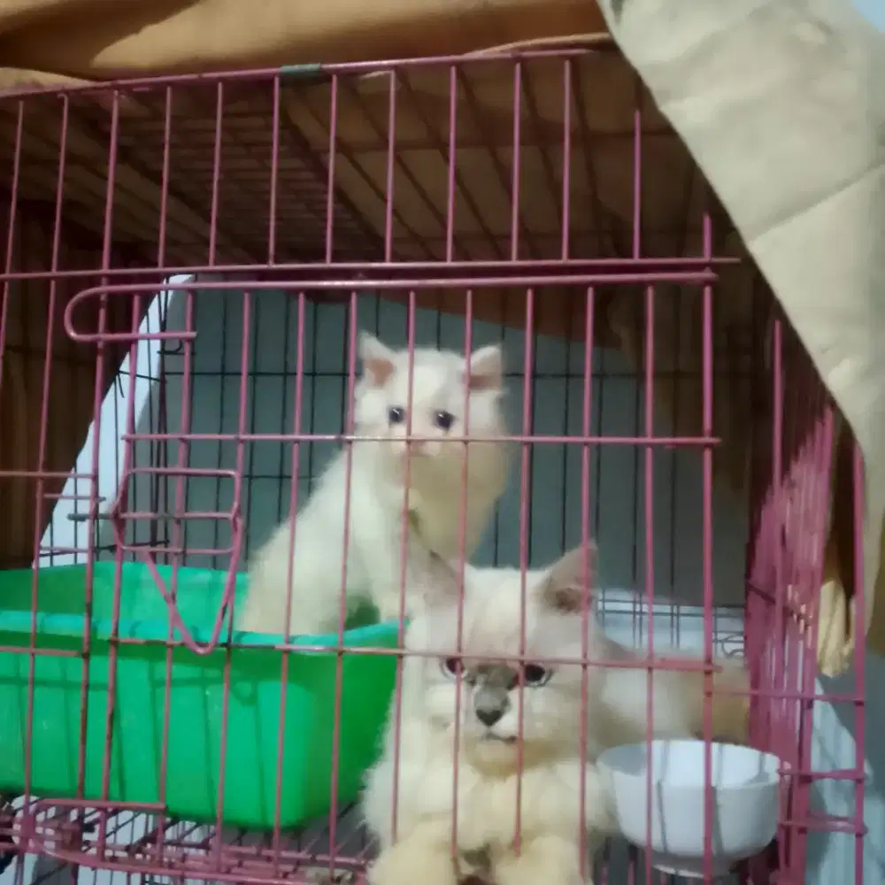 Kucing ras sepaket bagus