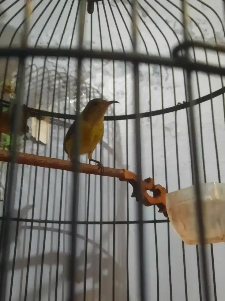 Konin Ijoan Bunyi Dijual