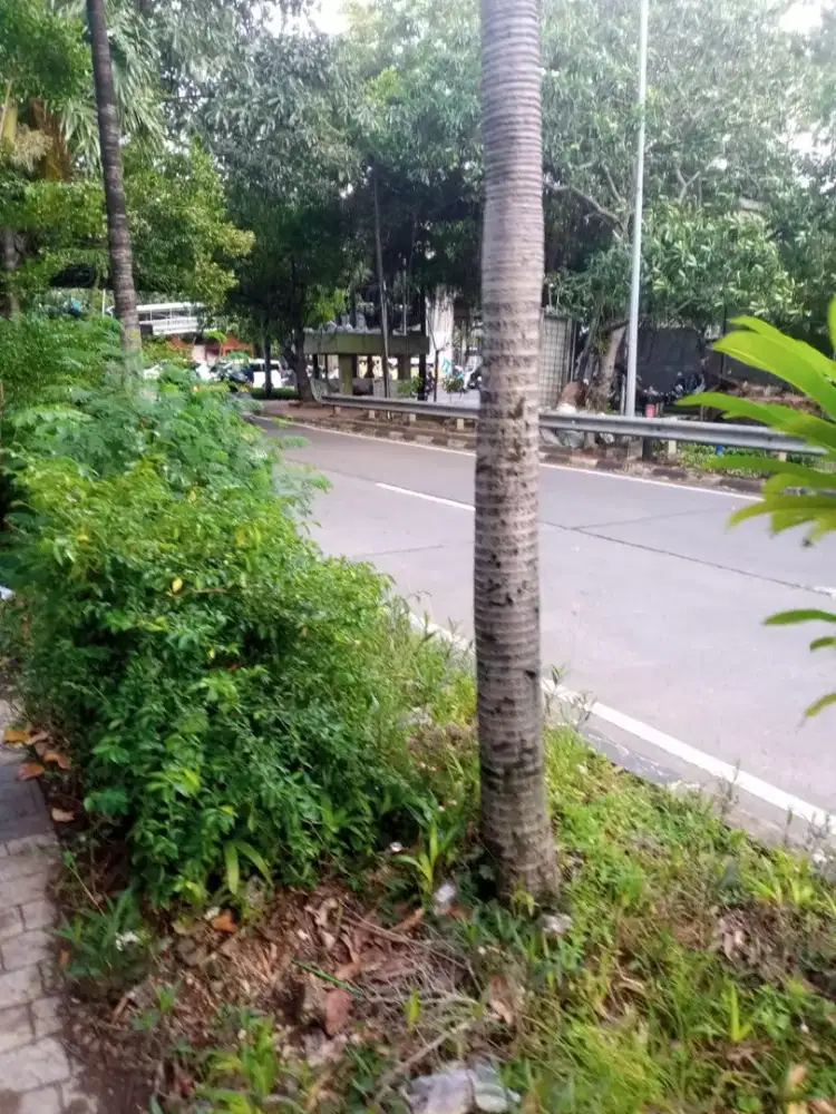 Dibutuhkan baby sister