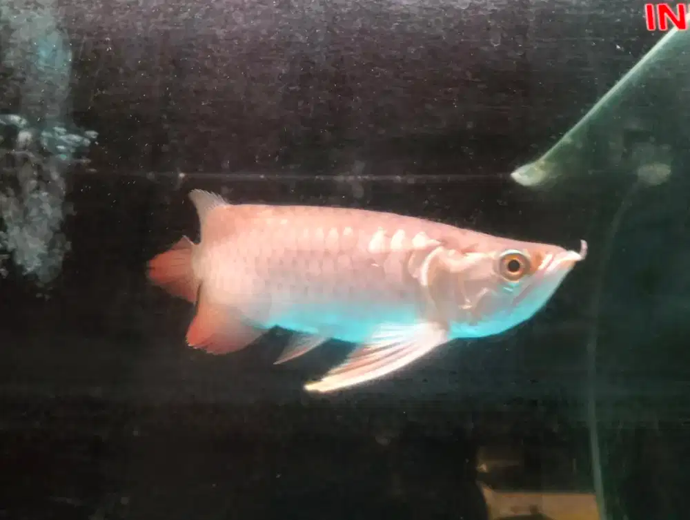 Ikan arwana spesial golden highback sumo ITL